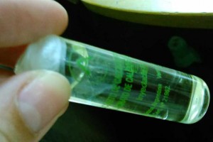 «El laboratorio no buscaba control, solo producción»