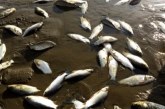 Corrientes | Mortandad de peces por parálisis de Yacyretá