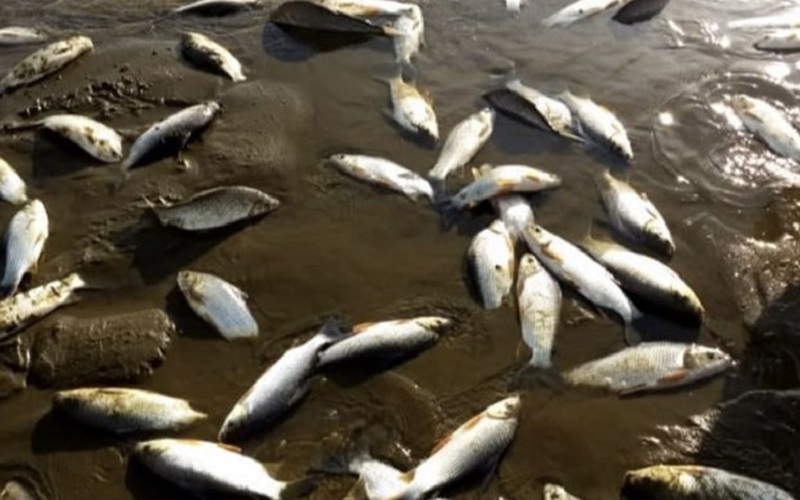 Corrientes | Mortandad de peces por parálisis de Yacyretá